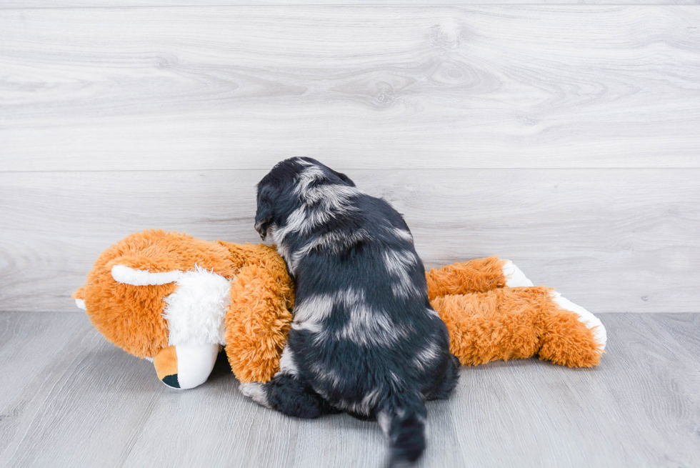 Mini Labradoodle Puppy for Adoption