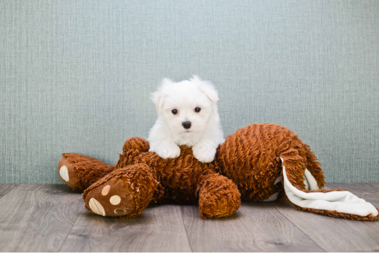 Maltese Puppy for Adoption