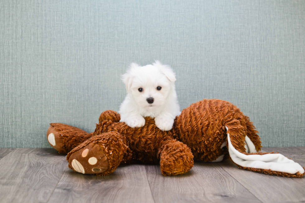 Maltese Puppy for Adoption