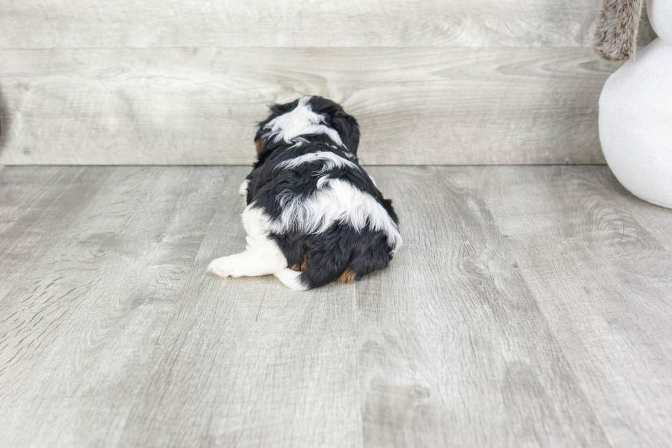 Friendly Cavalier King Charles Spaniel Baby