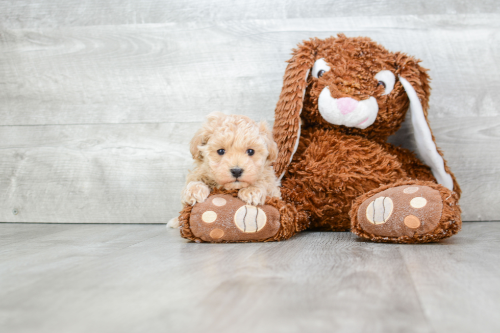 Petite Maltipoo Poodle Mix Pup