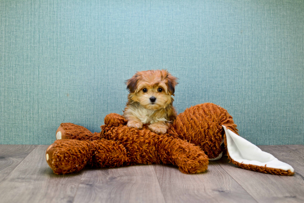 Cute Morkie Baby