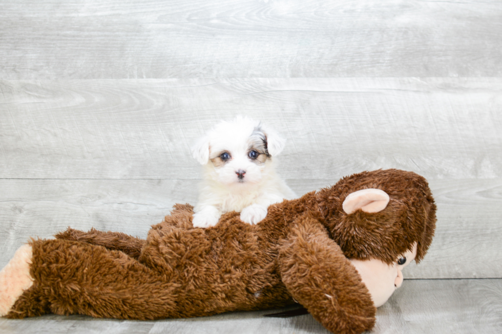 Teddy Bear Puppy for Adoption