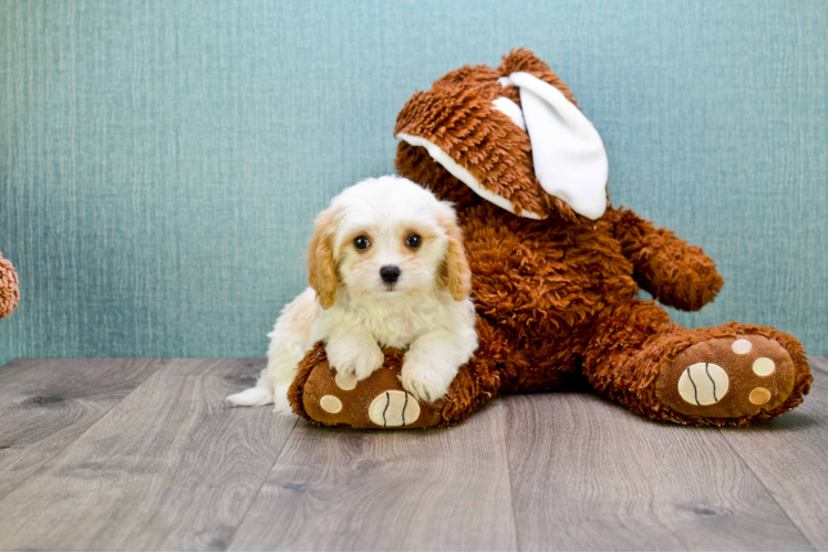 Best Cavachon Baby