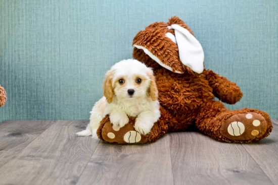 Best Cavachon Baby