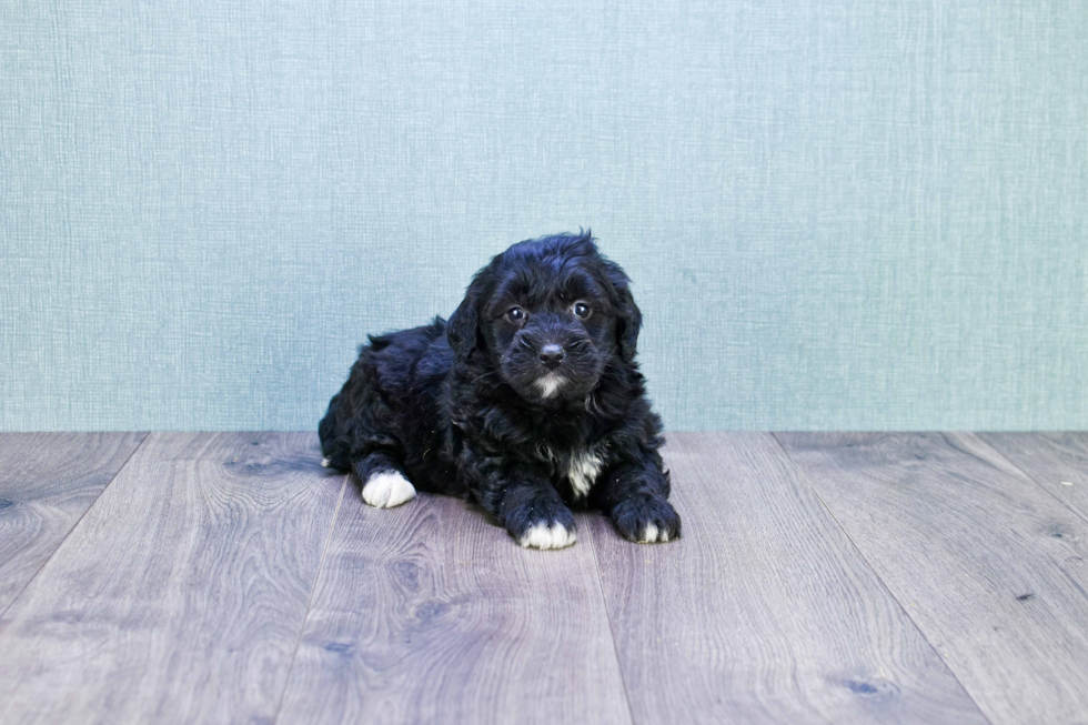 Mini Bernedoodle Puppy for Adoption