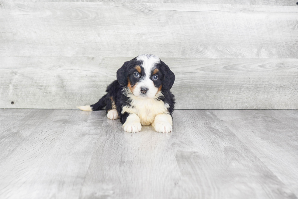 Best Mini Bernedoodle Baby