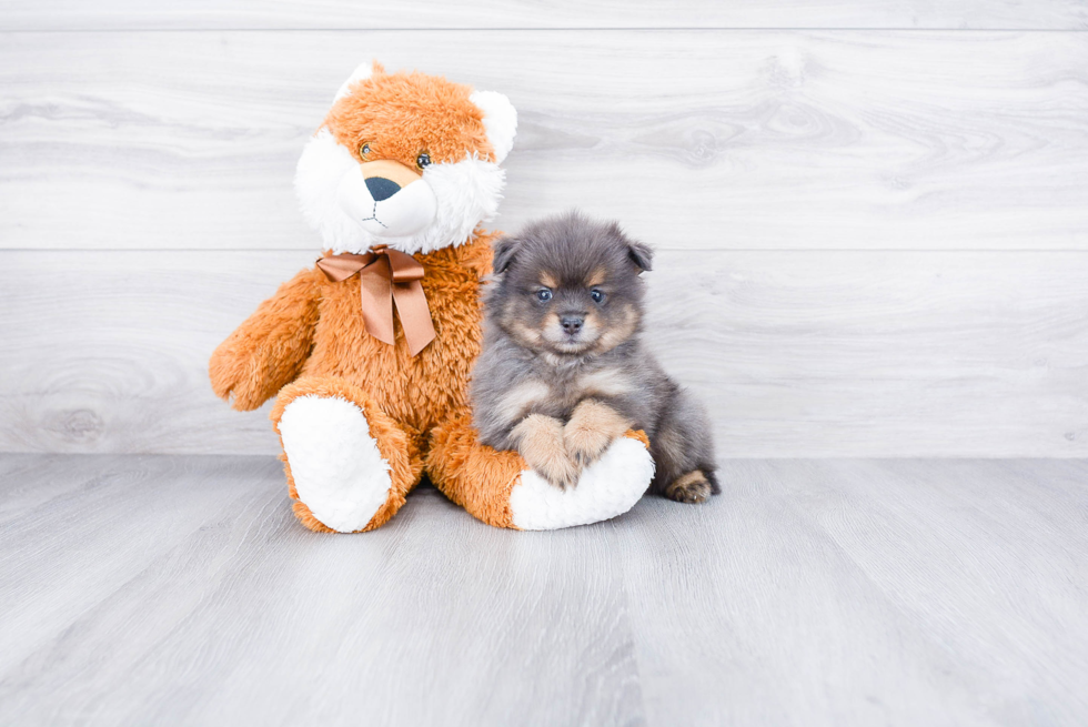 Akc Registered Pomeranian Baby