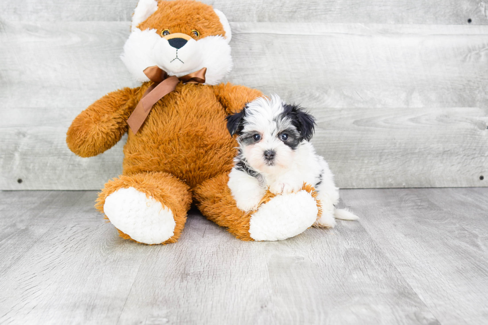 Little Yorkie Designer Puppy