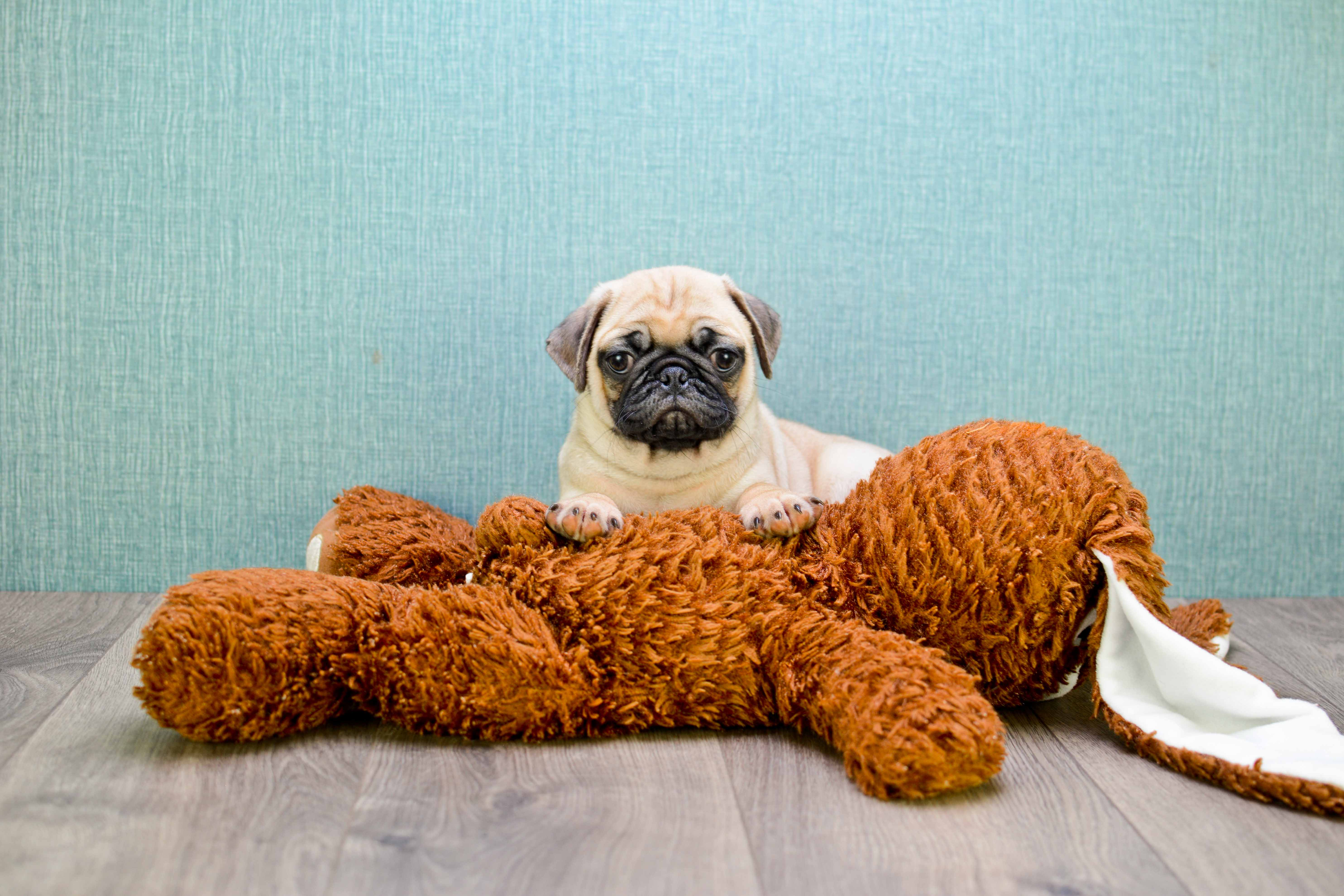 Smart Pug Purebred Puppy