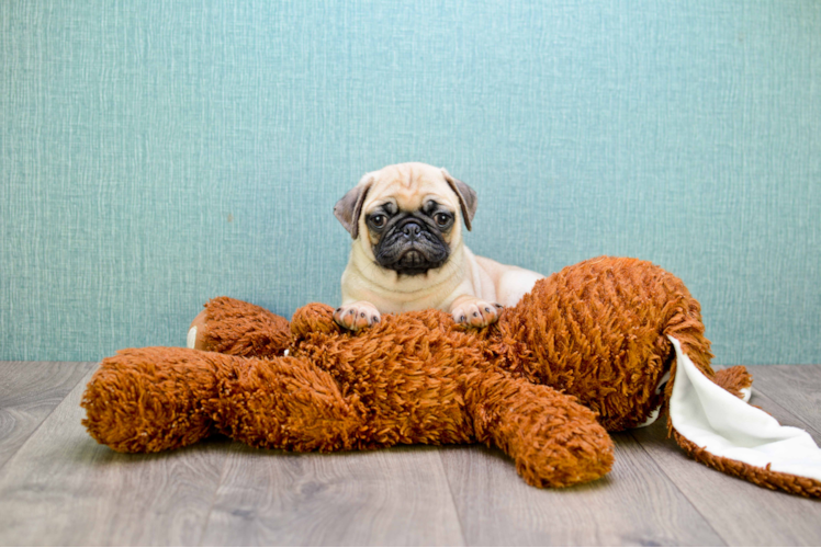 Smart Pug Purebred Puppy