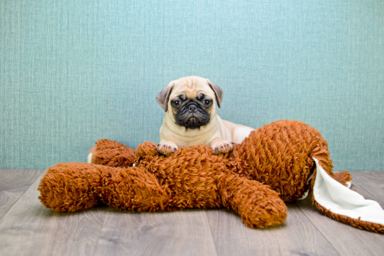 Smart Pug Purebred Puppy