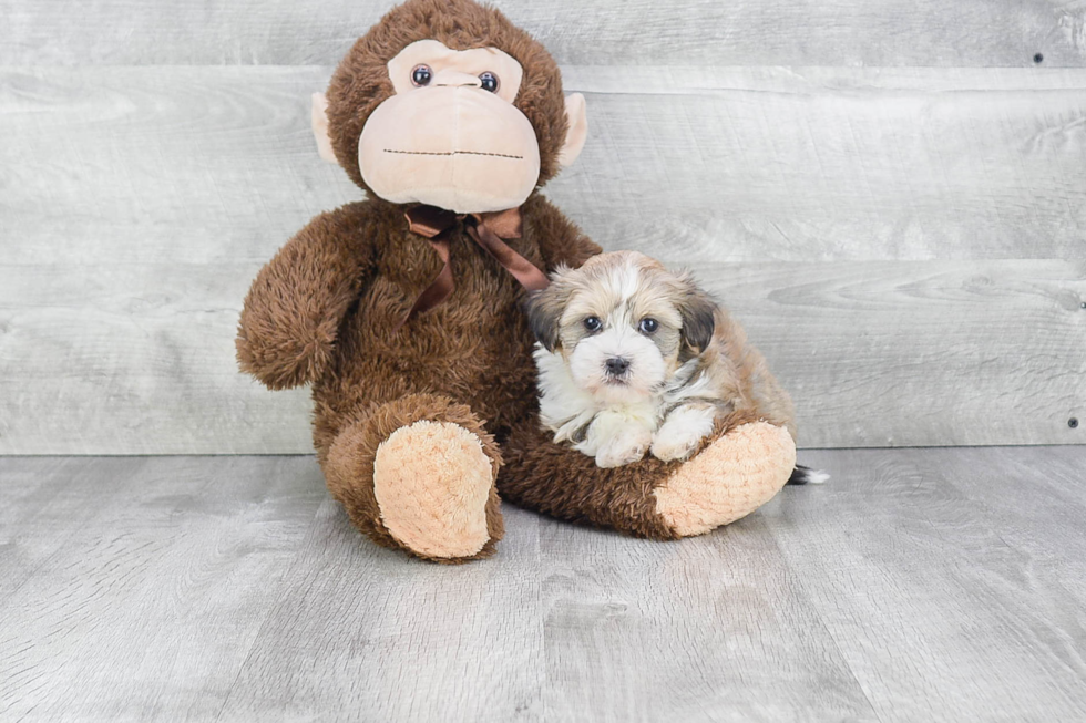 Little Havanese Purebred Pup