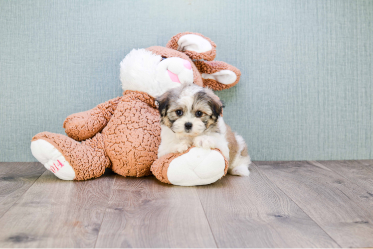 Friendly Teddy Bear Baby