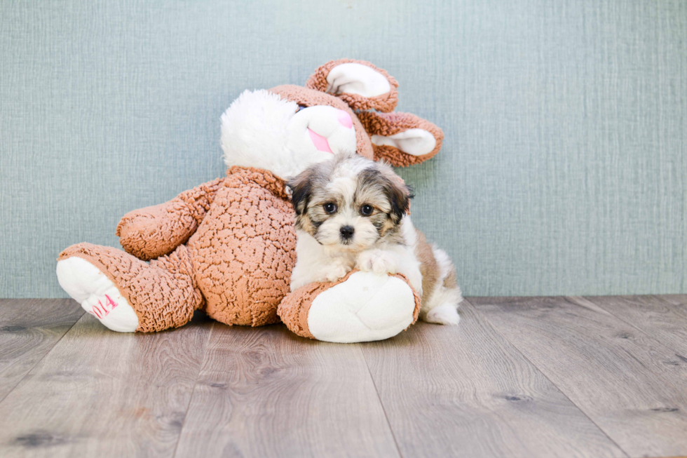 Friendly Teddy Bear Baby