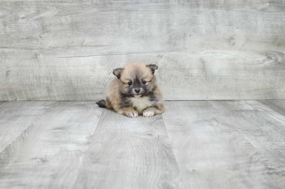 Little Pomeranian Purebred Pup