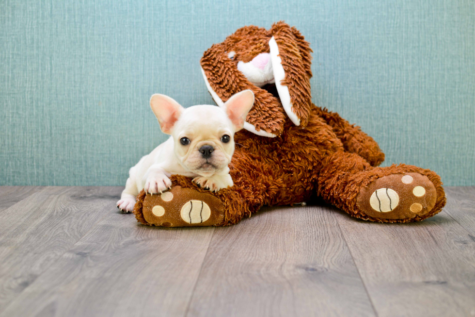 Fluffy Frenchie Purebred Puppy