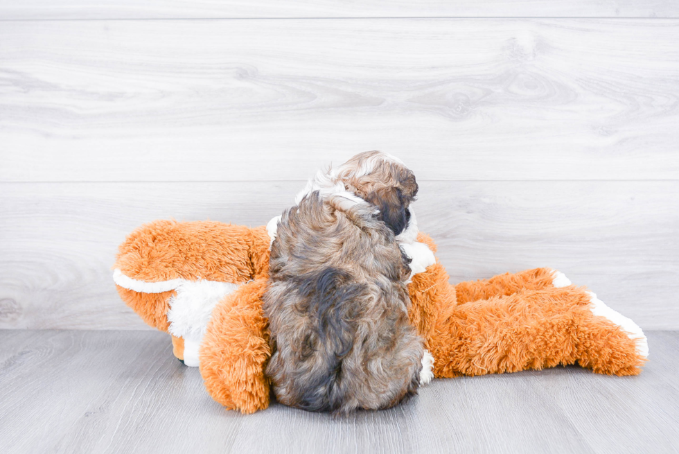 Sweet Havanese Purebred Puppy