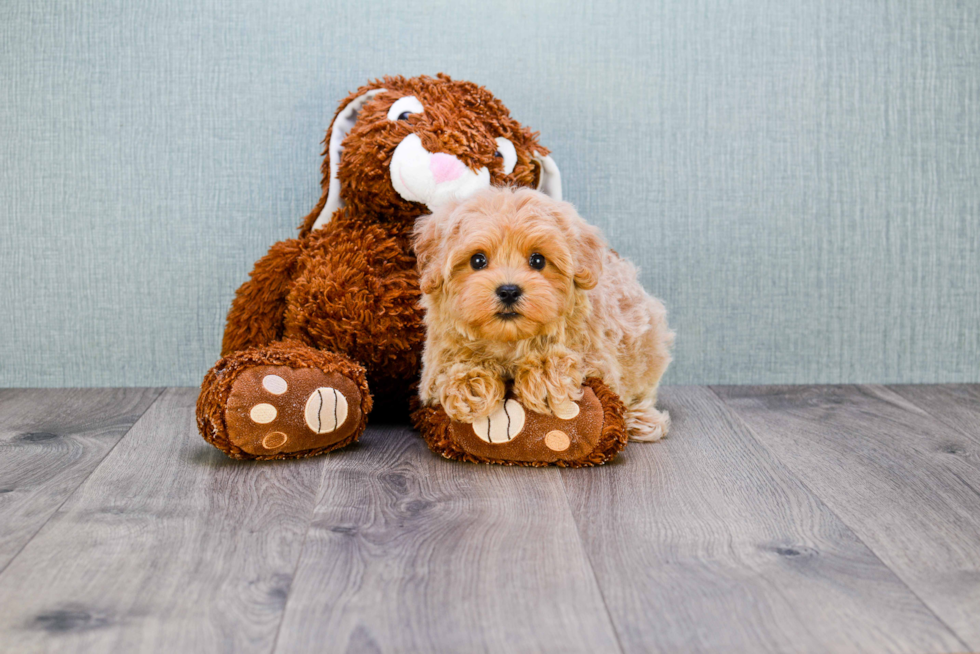 Petite Maltipoo Poodle Mix Pup