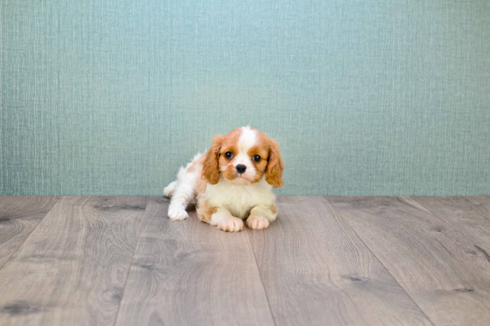 Playful Cavalier King Charles Spaniel Purebred Pup