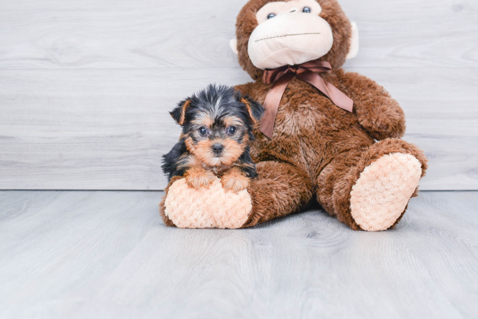 Meet Victoria - our Yorkshire Terrier Puppy Photo 