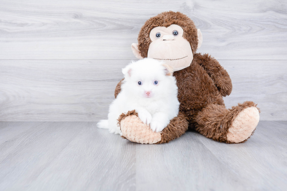 Playful Pomeranian Baby