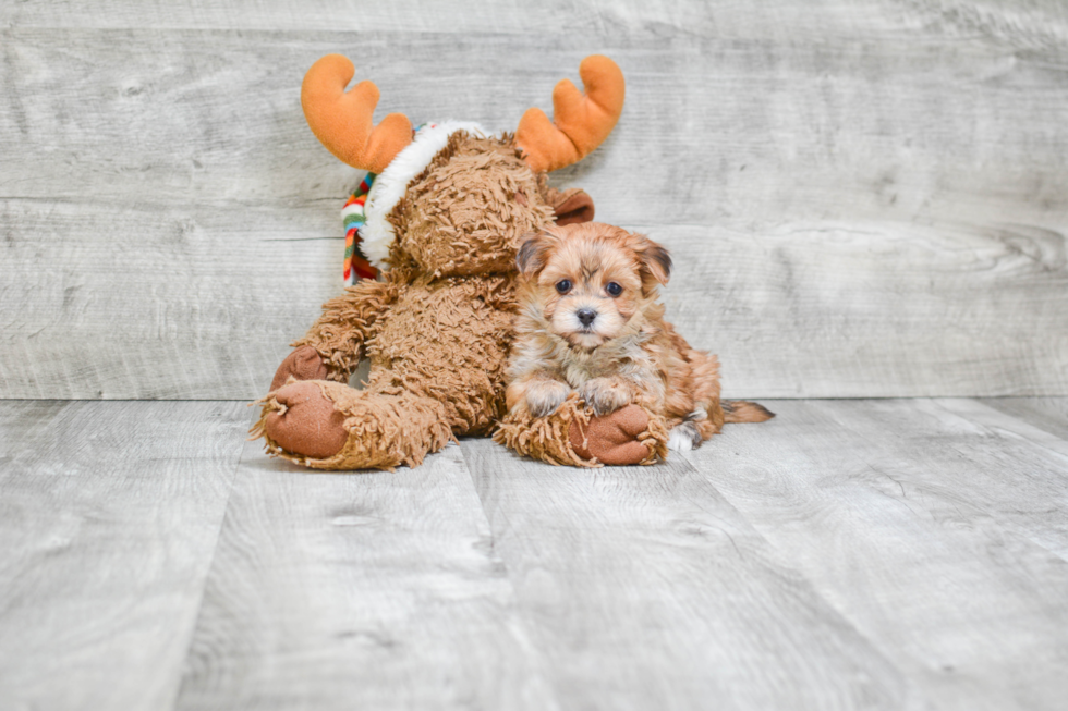 Adorable Yorkie Designer Puppy