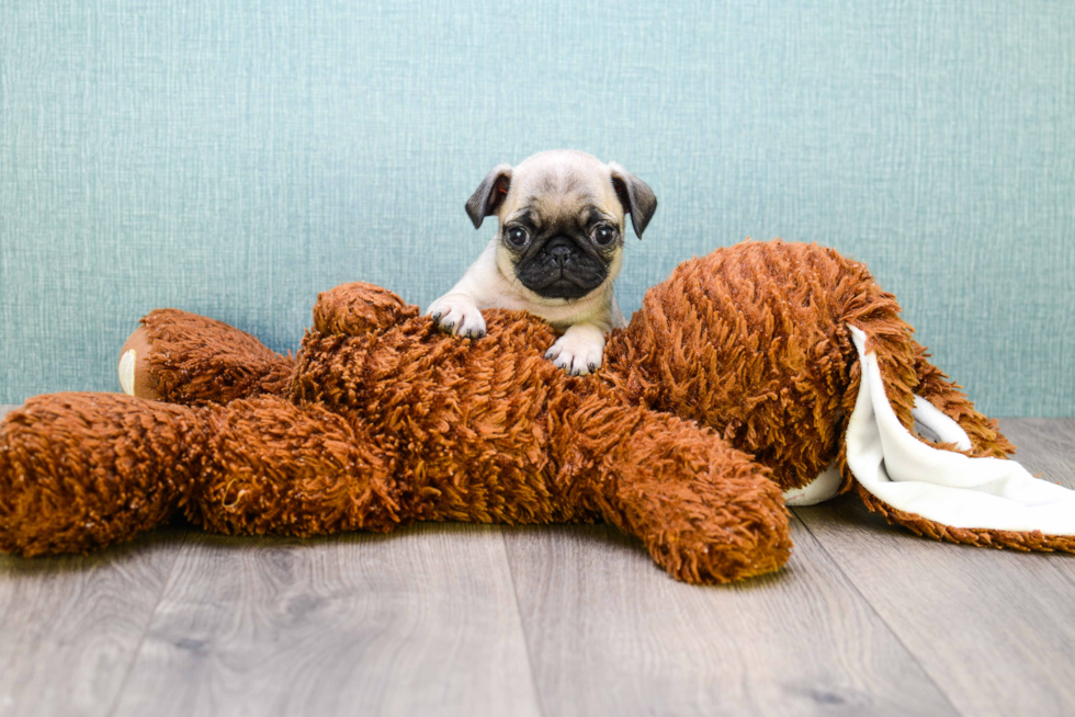 Pug Pup Being Cute