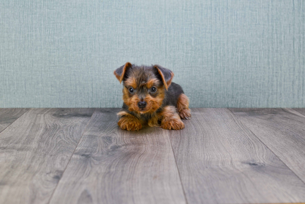 Meet Ebenezor - our Yorkshire Terrier Puppy Photo 