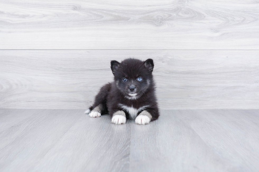 Small Pomsky Baby