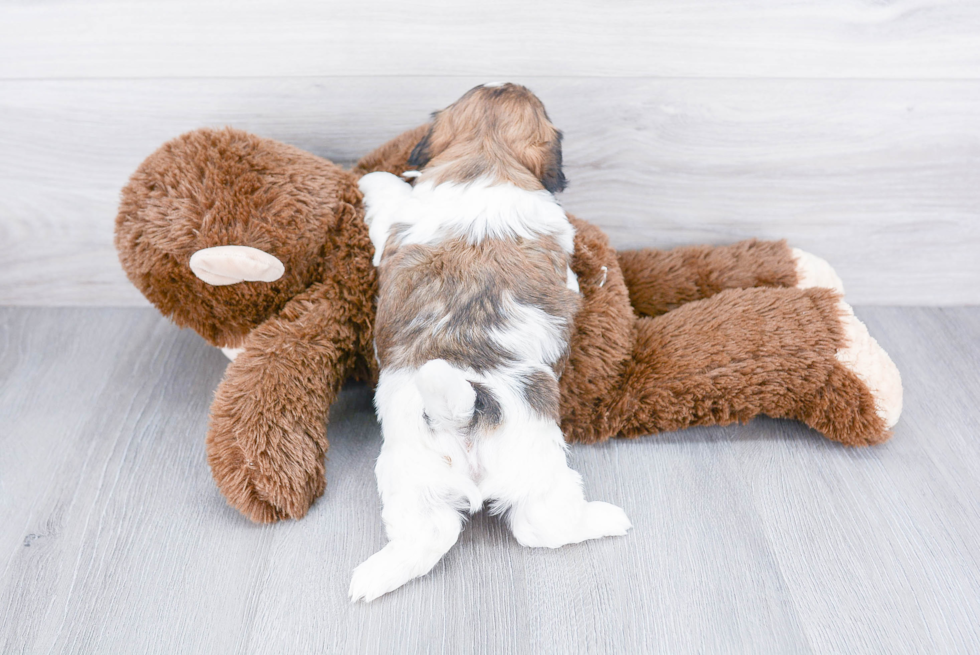 Teddy Bear Pup Being Cute