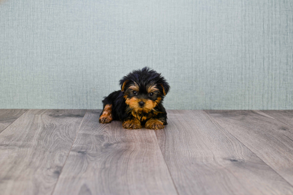 Meet Ronaldo - our Yorkshire Terrier Puppy Photo 