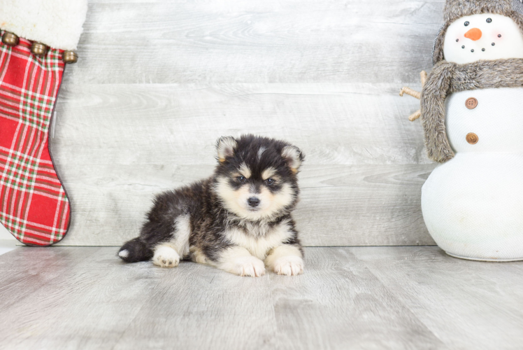 Fluffy Pomsky Designer Pup