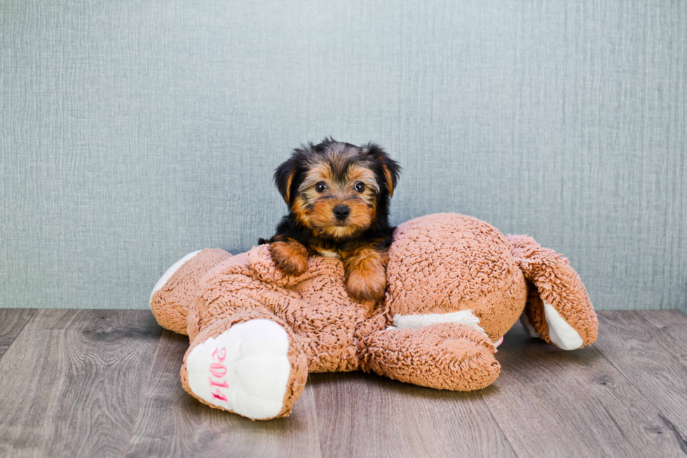 Meet Snickers - our Yorkshire Terrier Puppy Photo 