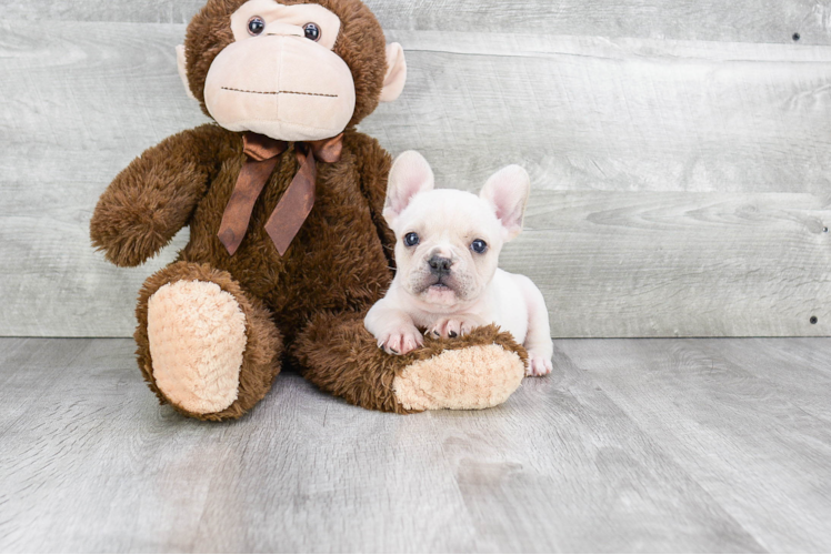 Playful French Bulldog Baby