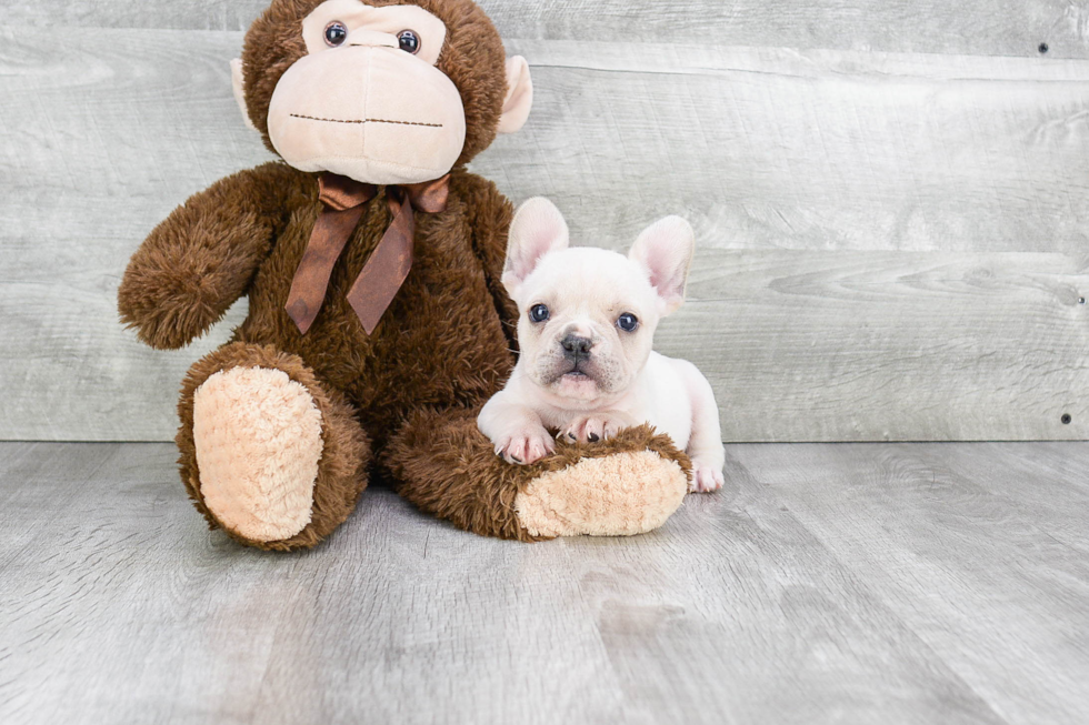 Playful French Bulldog Baby