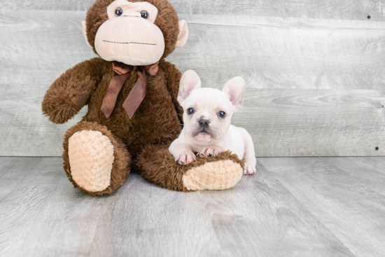 Playful French Bulldog Baby