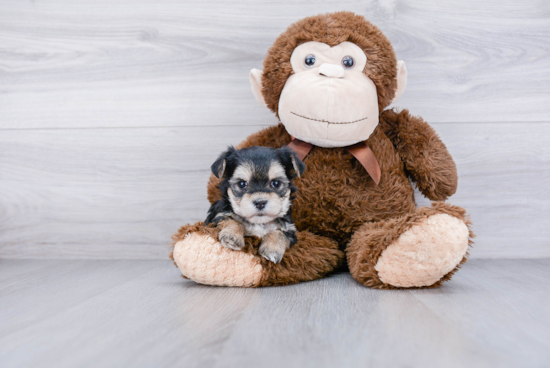 Morkie Pup Being Cute