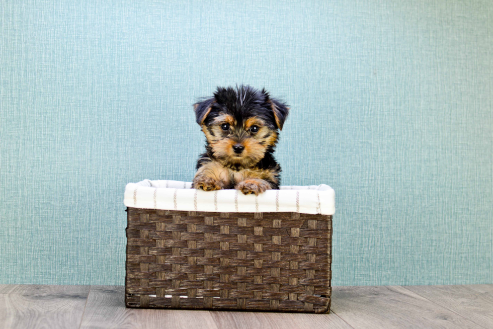 Meet Teacup-Izzie - our Yorkshire Terrier Puppy Photo 