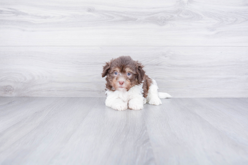 Popular Havanese Purebred Pup