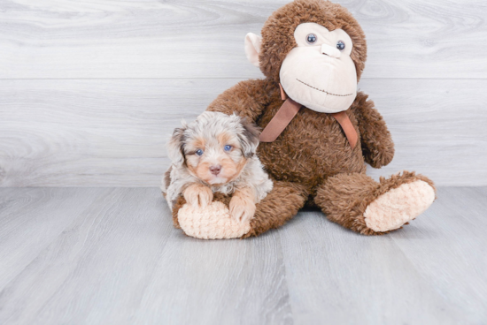 Sweet Mini Aussiedoodle Baby