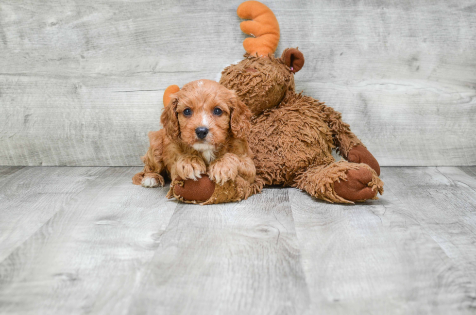 Friendly Cavapoo Baby