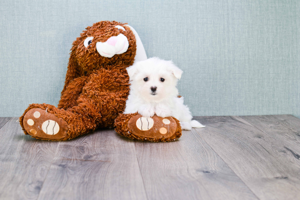 Maltese Pup Being Cute