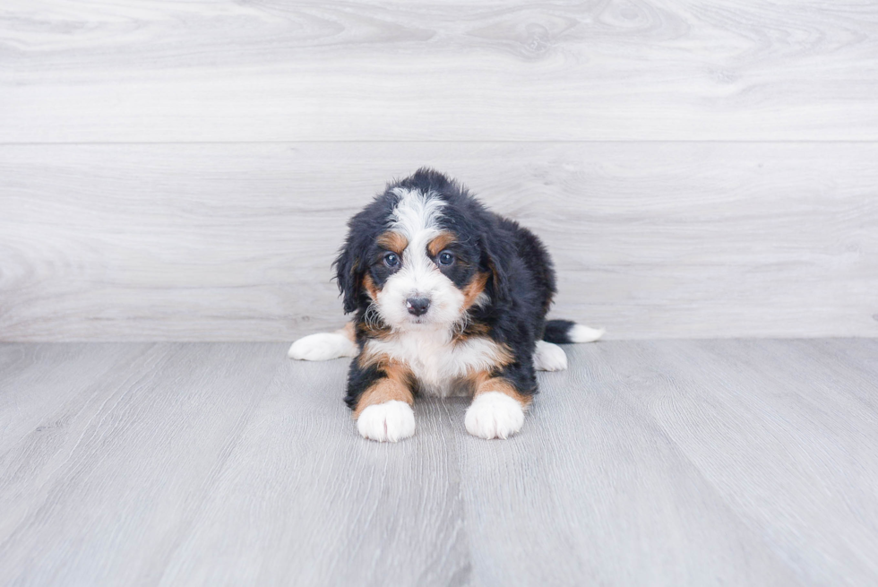 Best Mini Bernedoodle Baby