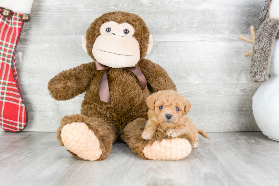 Cavapoo Pup Being Cute