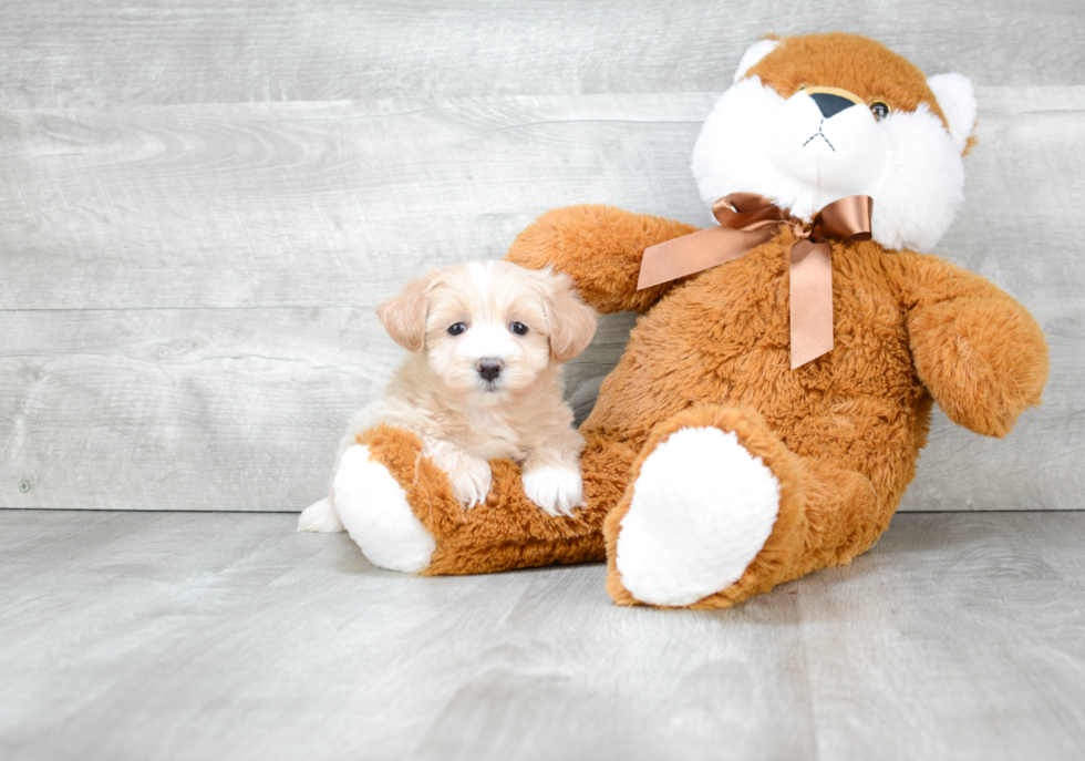 Cavapoo Pup Being Cute