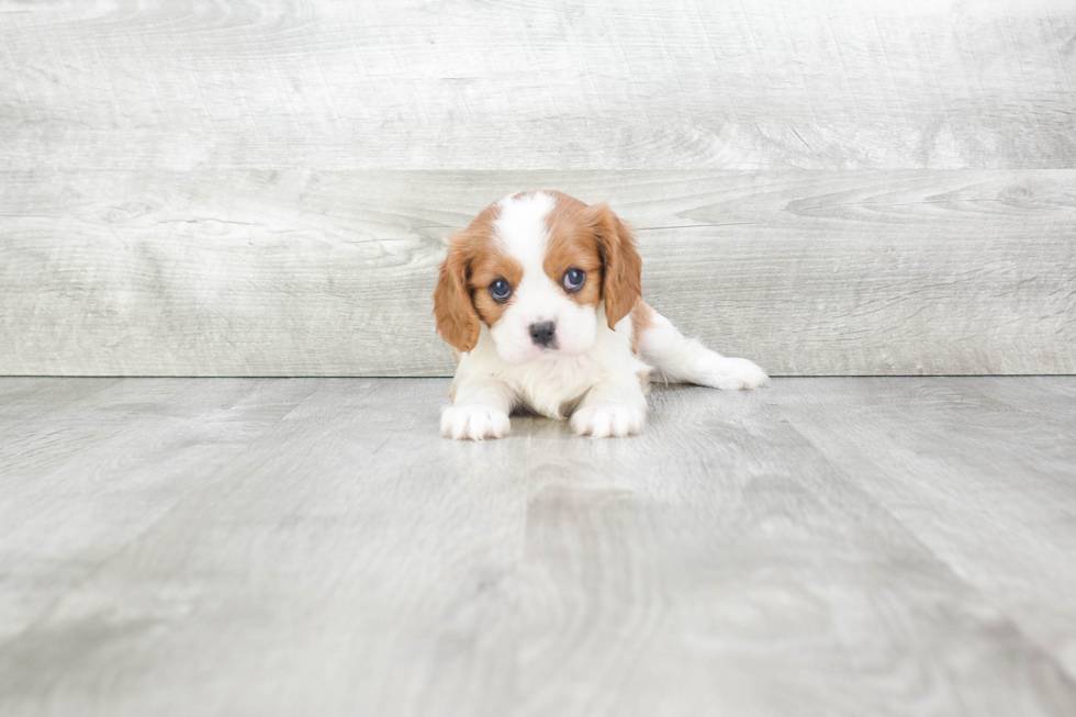 Funny Cavalier King Charles Spaniel Purebred Pup