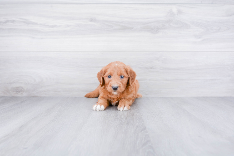 Mini Goldendoodle Puppy for Adoption