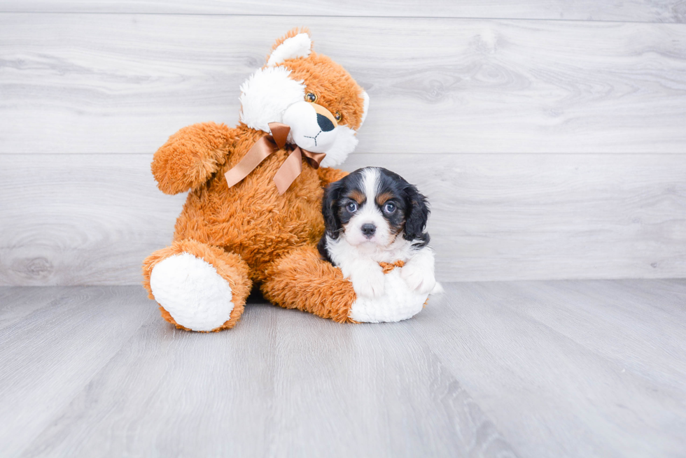 Best Cavalier King Charles Spaniel Baby