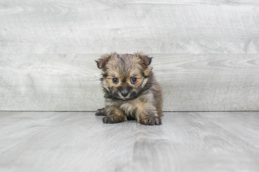 Maltipom Puppy for Adoption